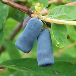 May Berry, Edible Honeysuckle